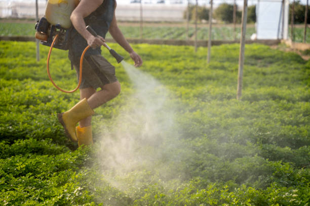 Best Wasp Removal Services  in River Forest, IL