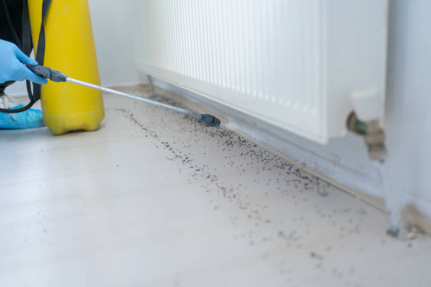 Best Flea Control Services  in River Forest, IL